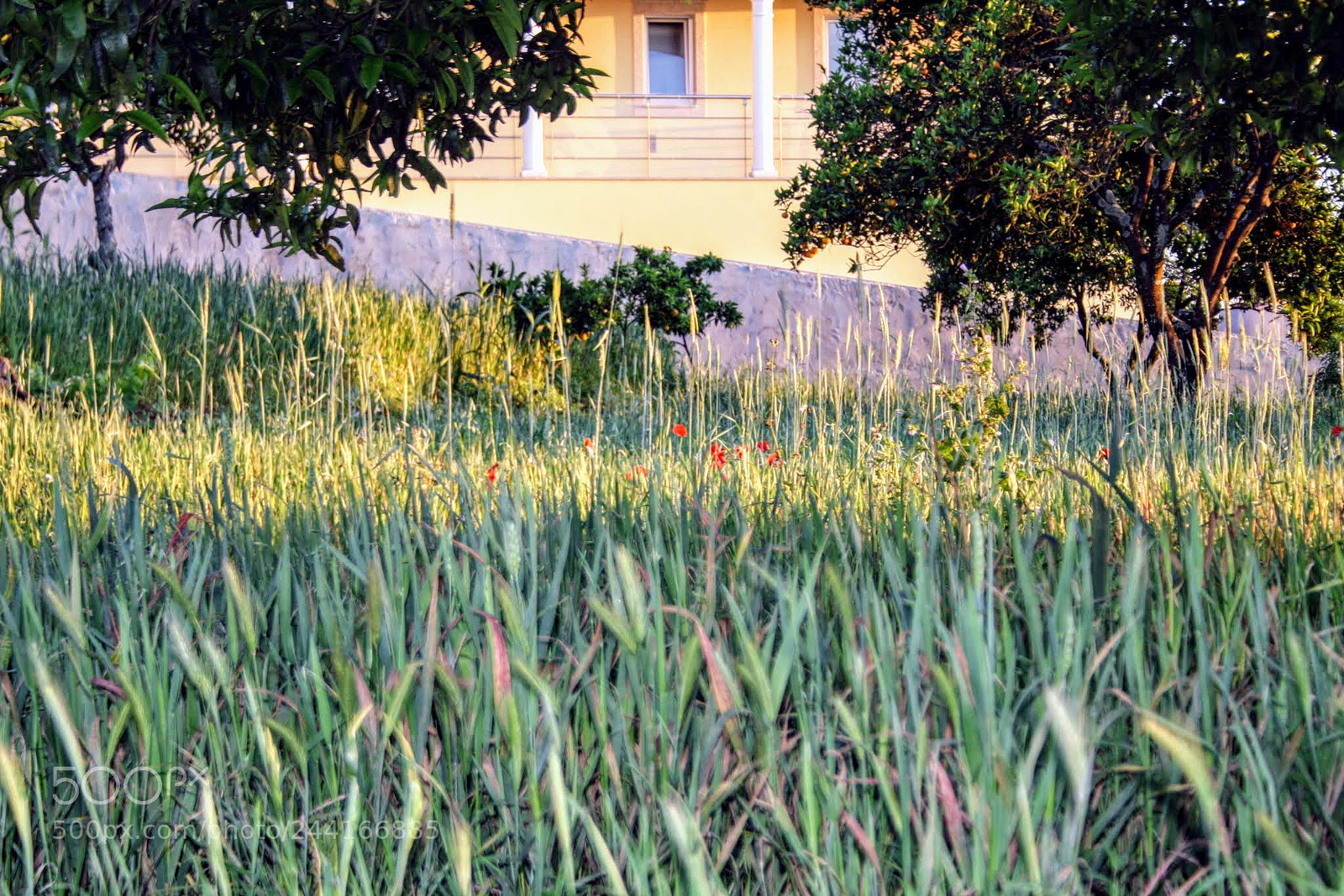 Canon EOS 1000D (EOS Digital Rebel XS / EOS Kiss F) sample photo. Green dream photography