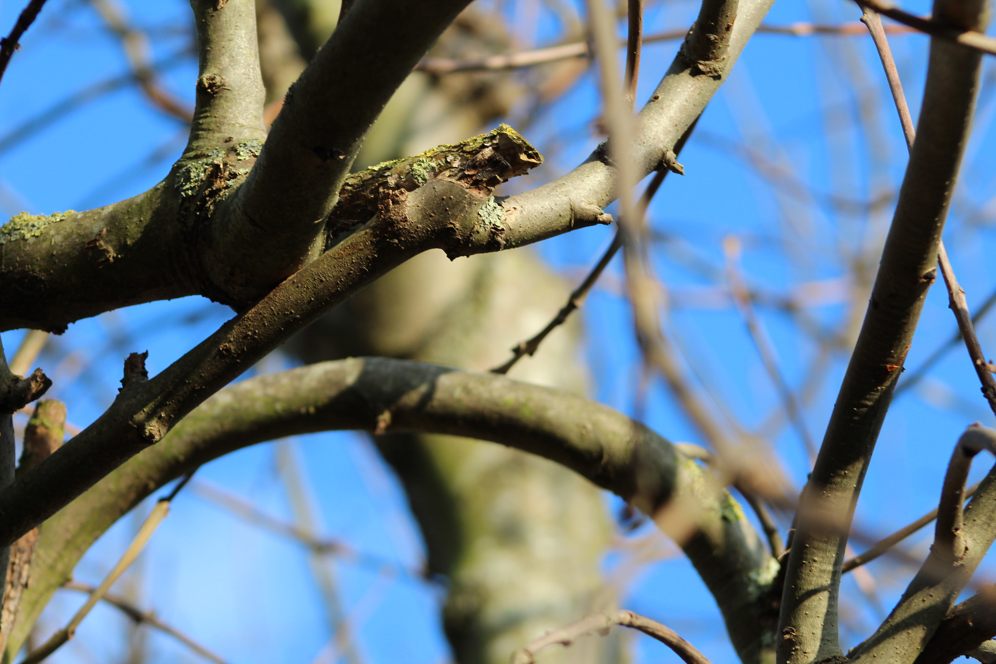 Canon EOS 1300D (EOS Rebel T6 / EOS Kiss X80) + EF75-300mm f/4-5.6 sample photo. Eltham tree photography