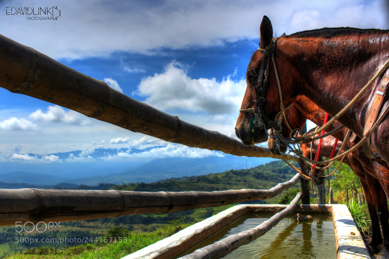 Canon EOS 1200D (EOS Rebel T5 / EOS Kiss X70 / EOS Hi) sample photo. Horses photography