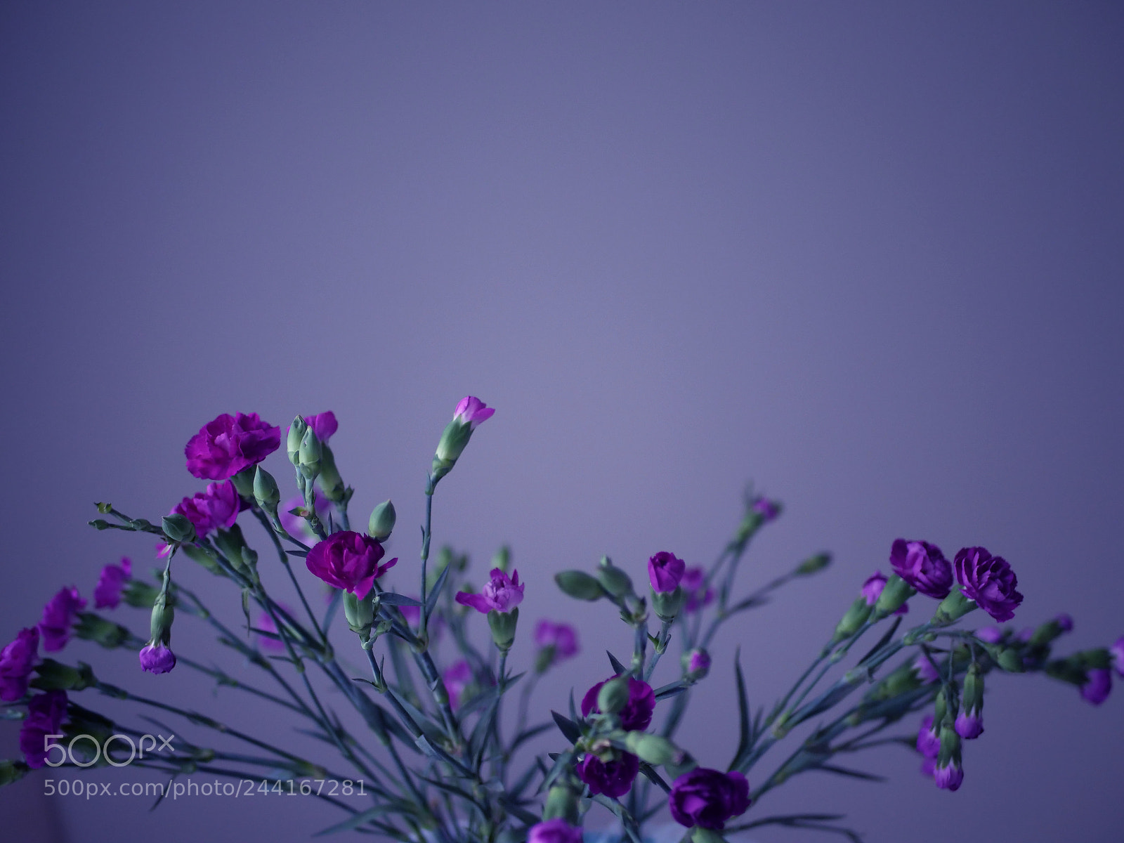 Panasonic Lumix DC-GH5 sample photo. Me vs flowers photography
