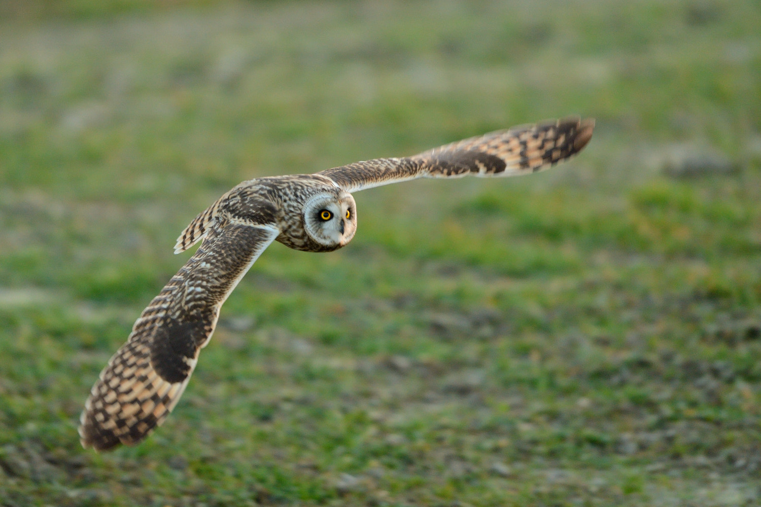 Nikon D4 + Nikon AF-S Nikkor 500mm F4G ED VR sample photo. Short eared owl photography