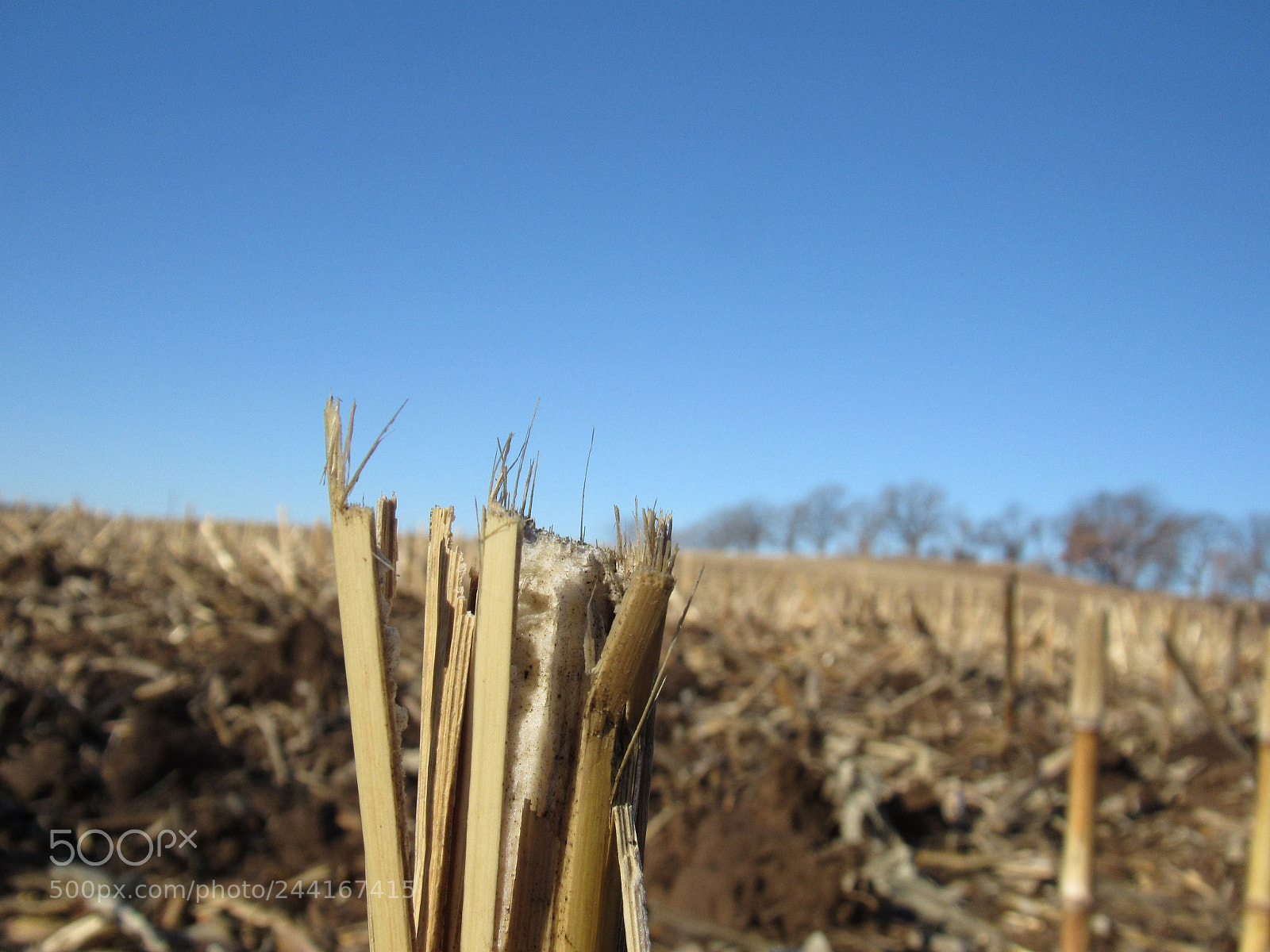 Canon PowerShot SX530 HS sample photo. Corn photography