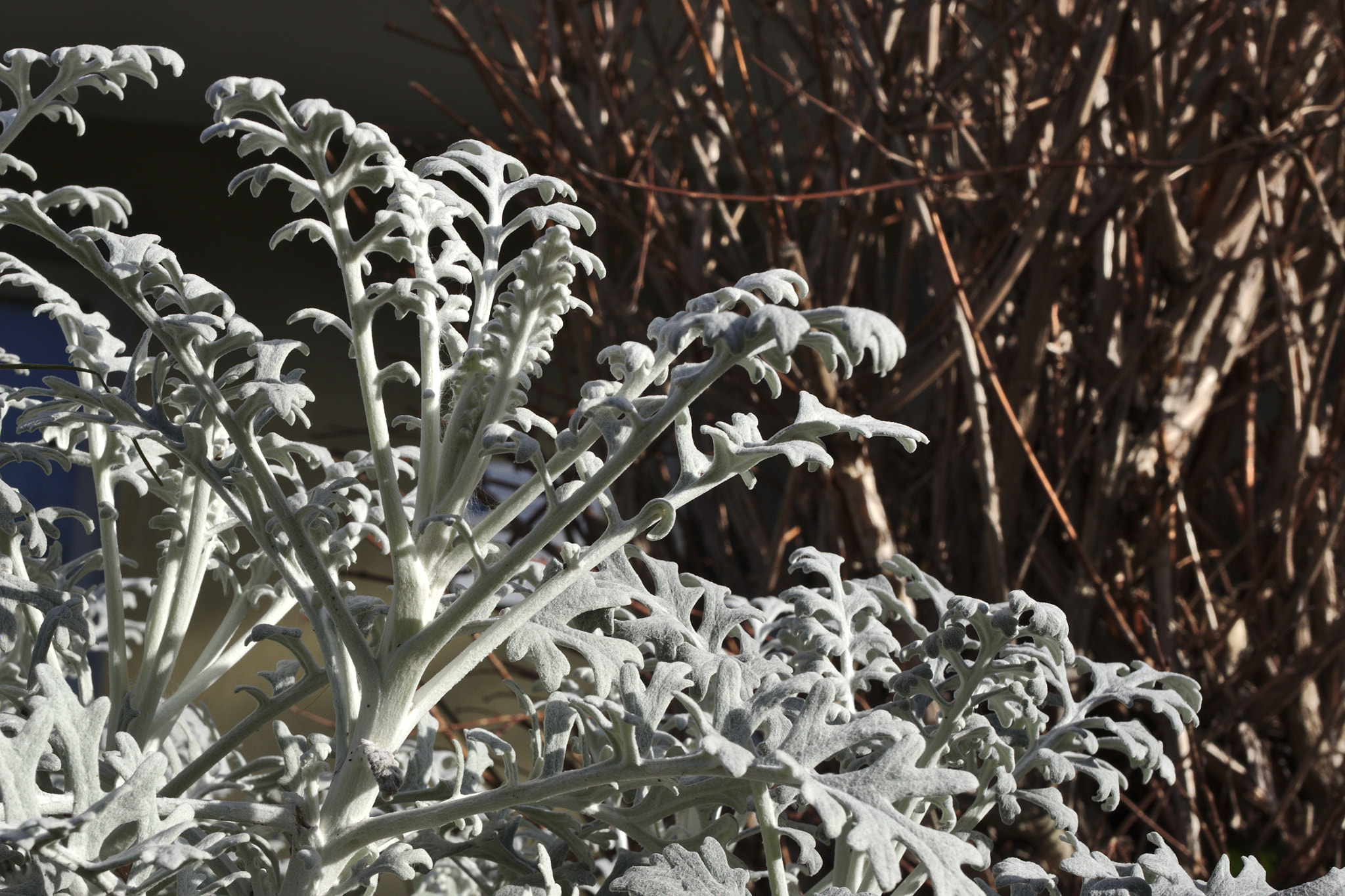 Canon EOS M6 + Canon EF-M 28mm F3.5 Macro IS STM sample photo. Frozen time photography