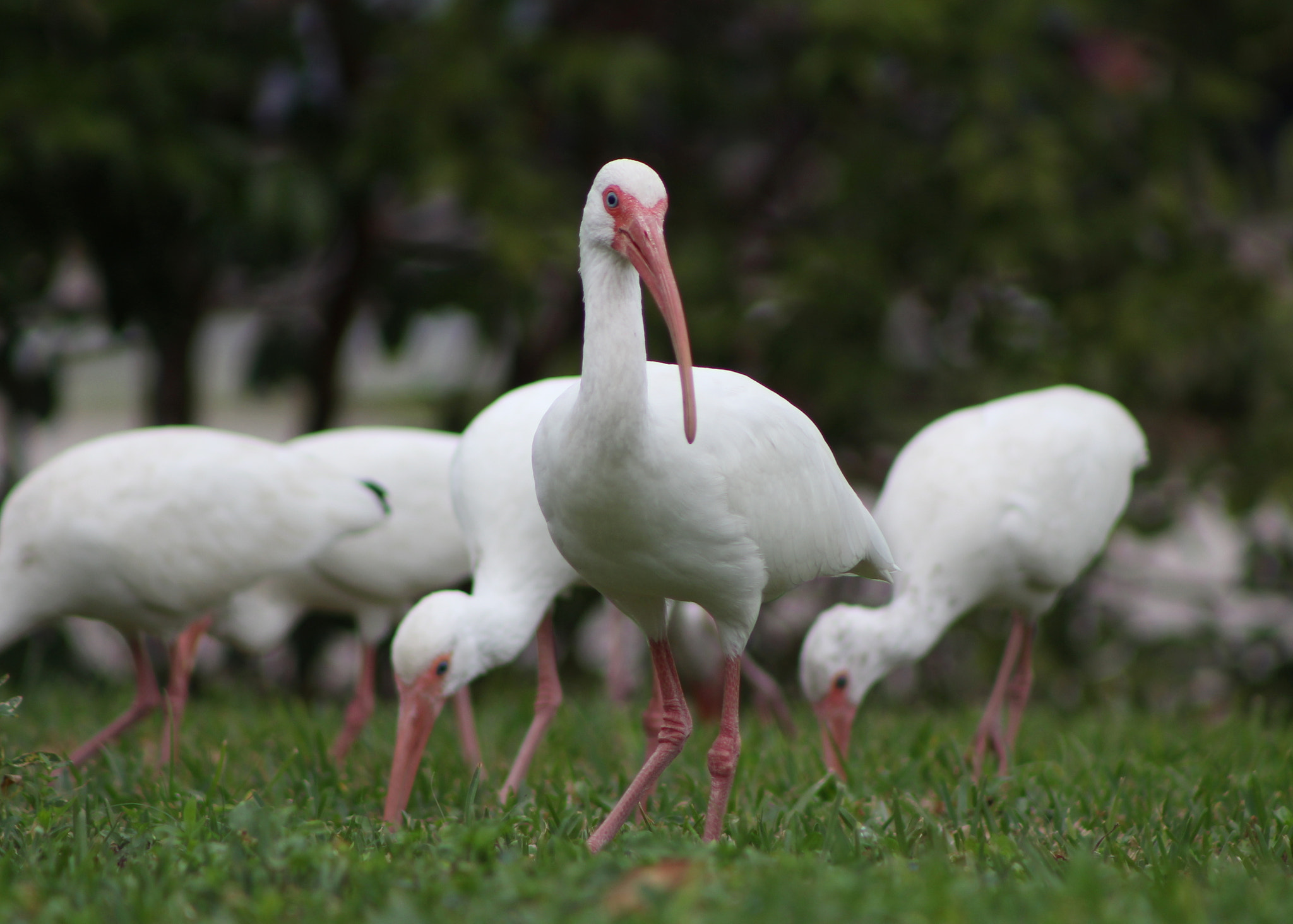 EF75-300mm f/4-5.6 sample photo. American white ibis photography