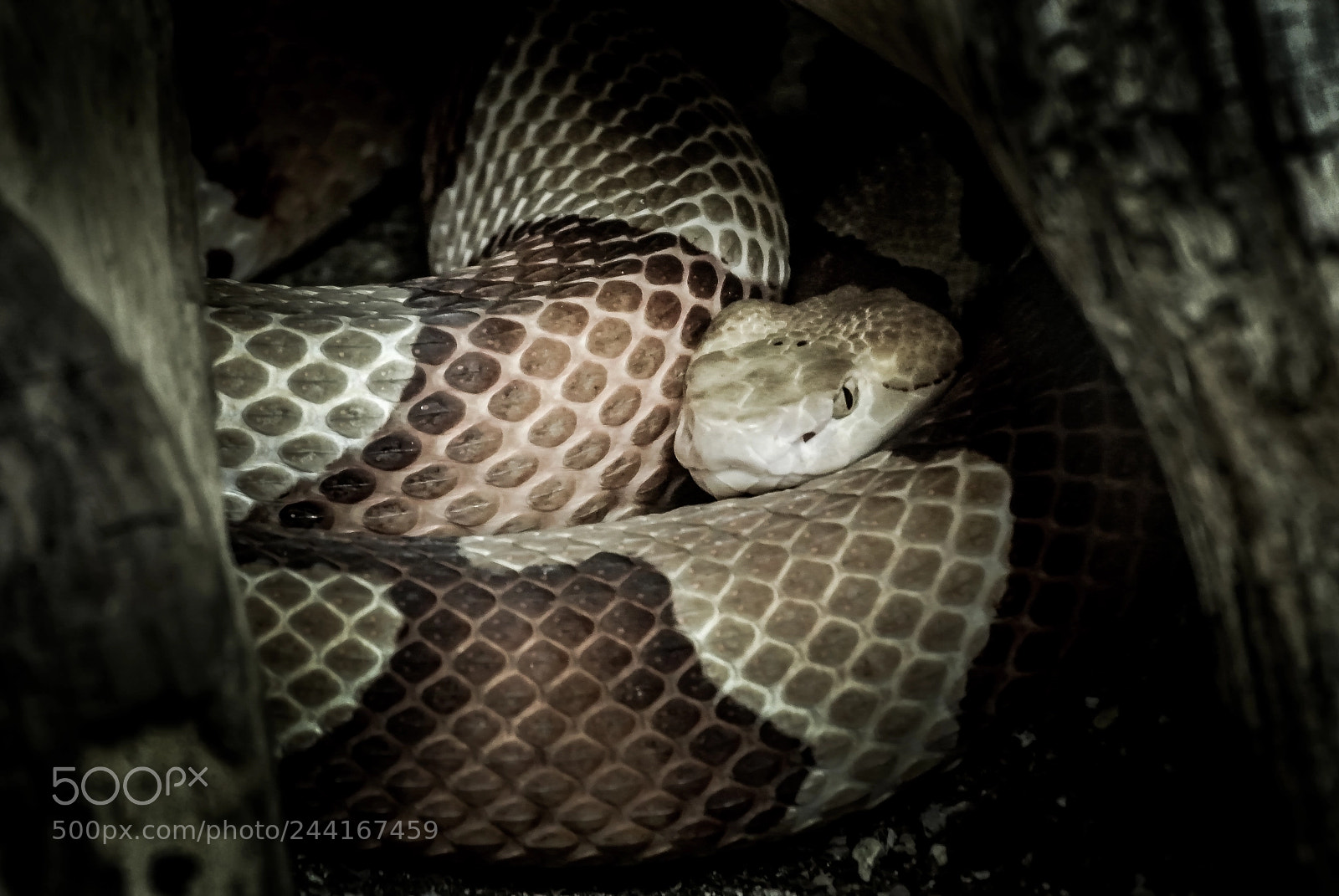 Nikon 1 V1 sample photo. Snake photography