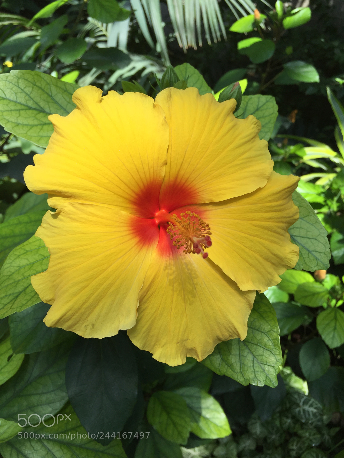 Apple iPhone 6 sample photo. Img photography
