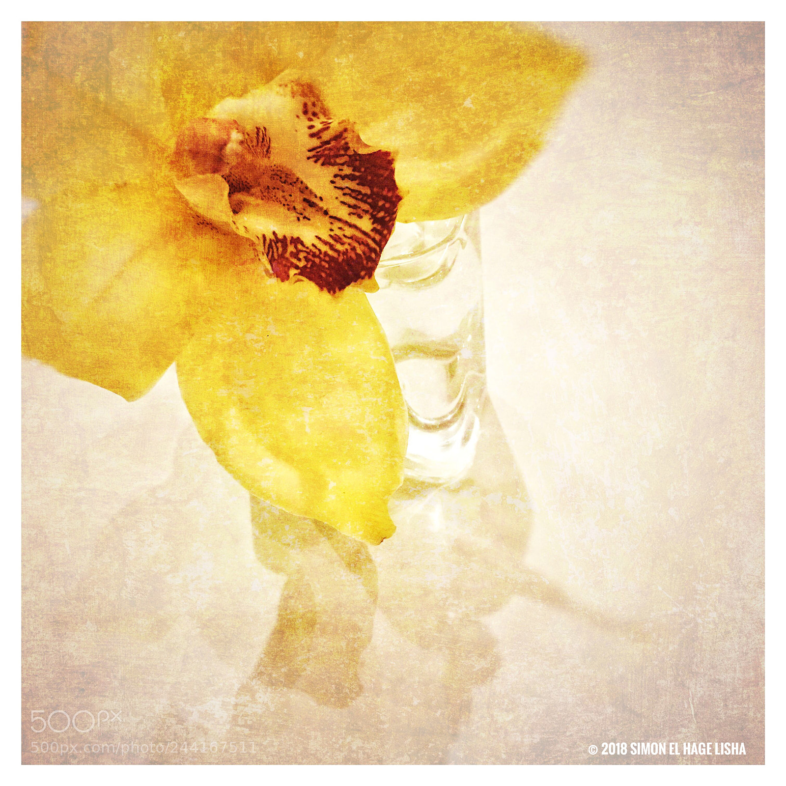 Apple iPhone 6s Plus sample photo. An orchid moment. chicago, 2018 photography