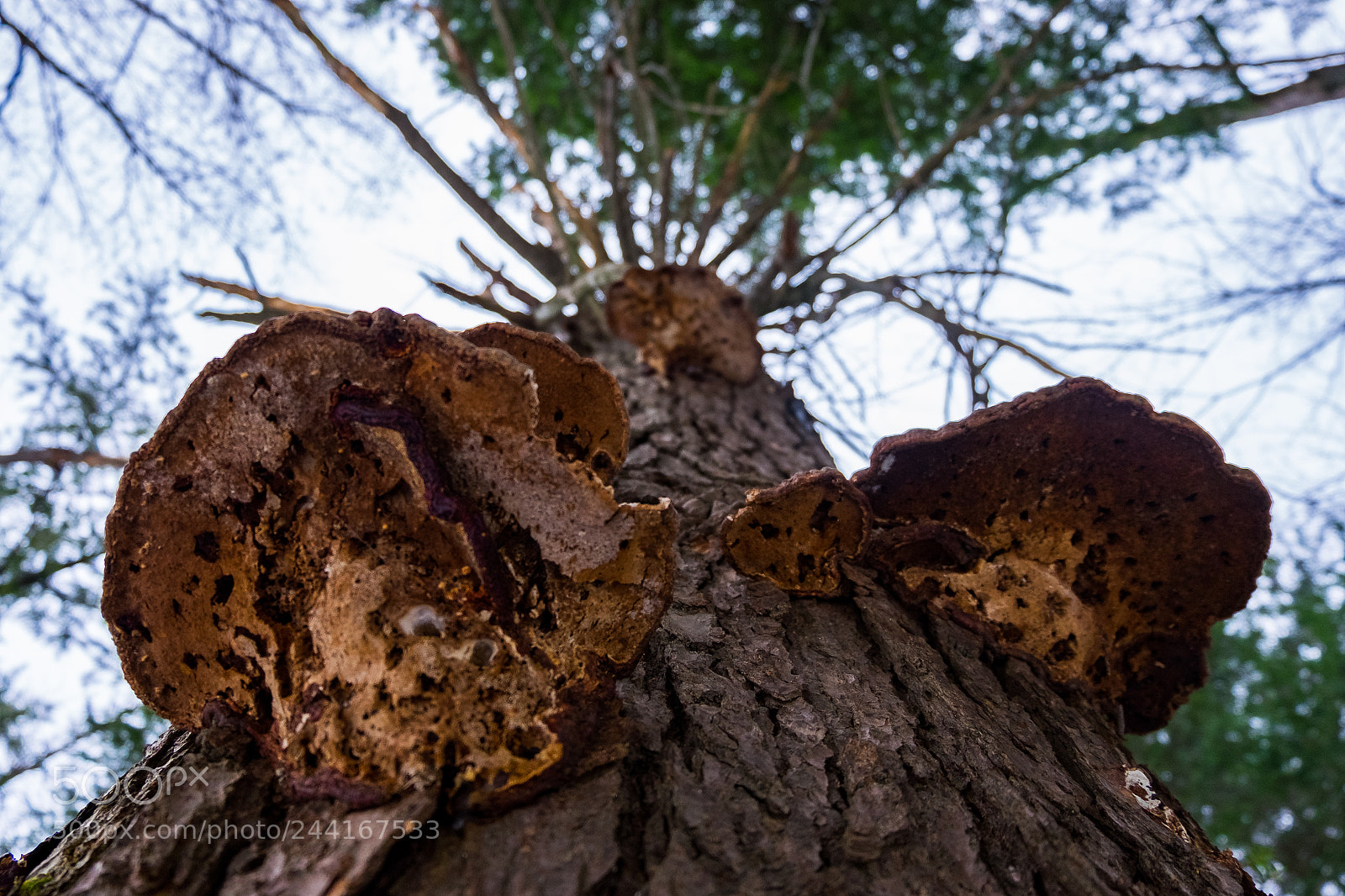 Fujifilm X-T10 sample photo. Mushrooms / champignons photography