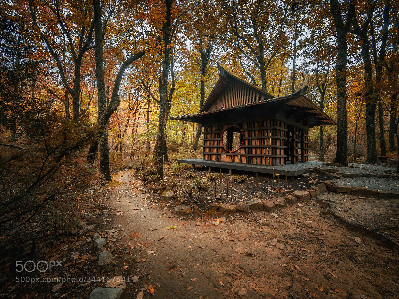 Olympus OM-D E-M5 II sample photo. Relaxation in the forest photography