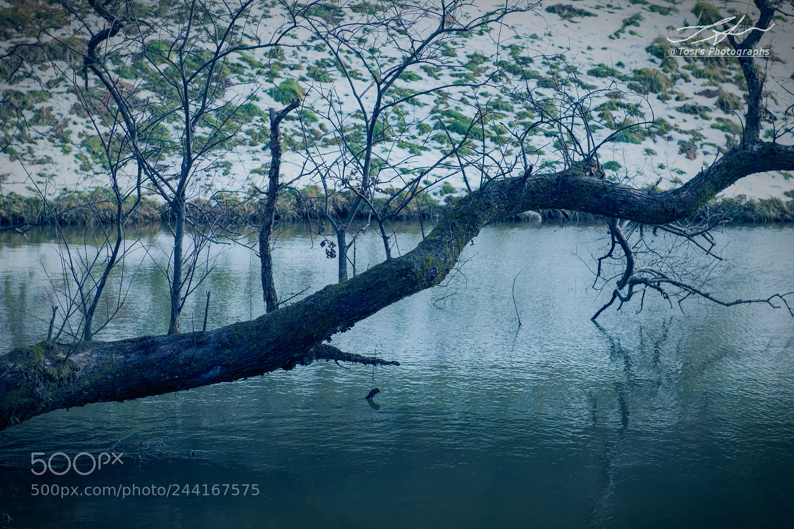Nikon D850 sample photo. Silence in winter photography
