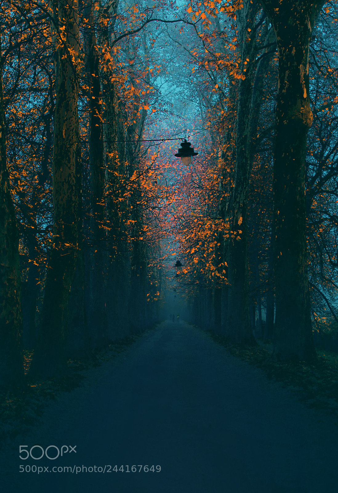 Nikon D610 sample photo. Path photography