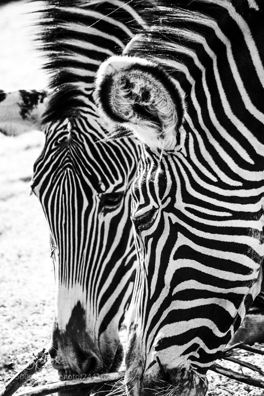 Nikon D7100 sample photo. Zebra photography