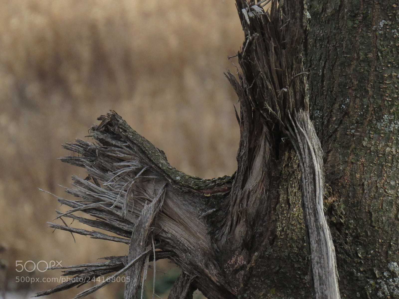 Canon PowerShot SX530 HS sample photo. Img photography