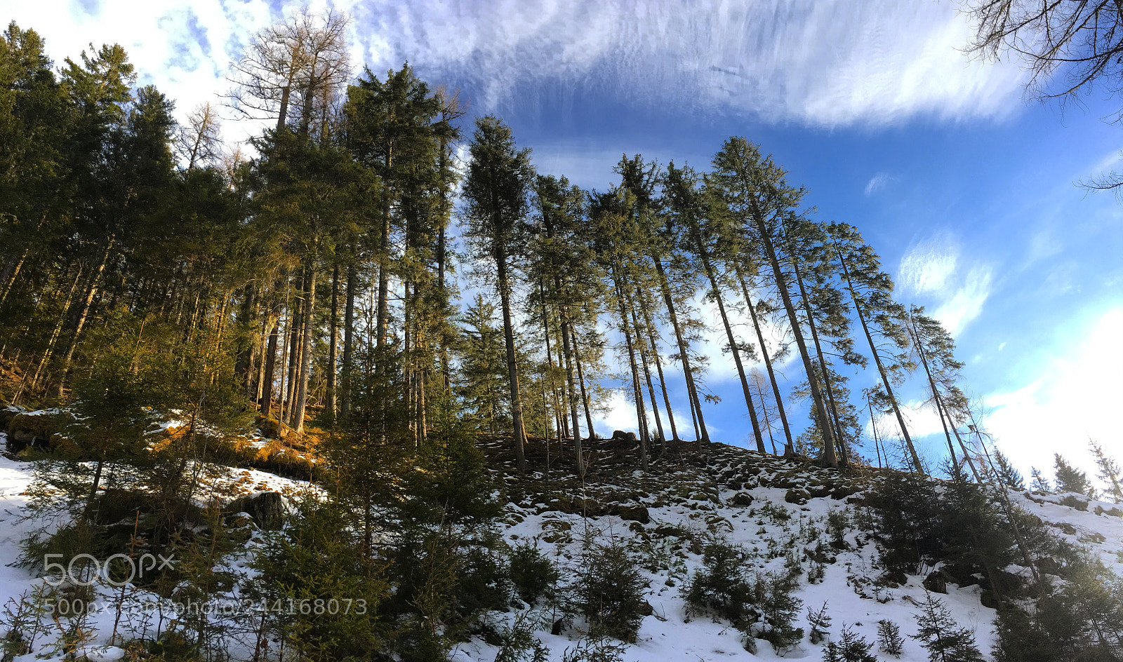 Apple iPhone SE sample photo. Towering trees on mountain photography
