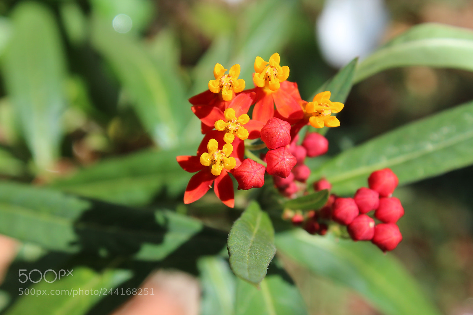 Canon EOS 1200D (EOS Rebel T5 / EOS Kiss X70 / EOS Hi) sample photo. Tropical milkweed bloom photography