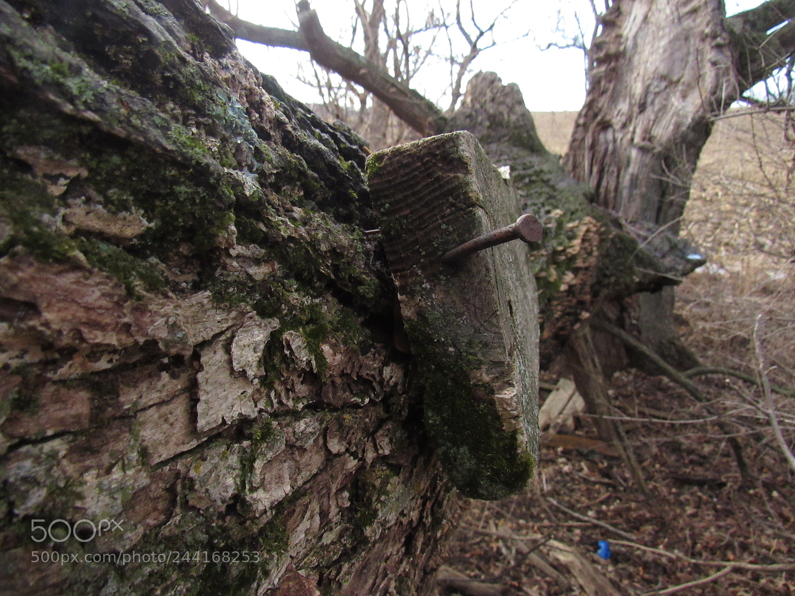 Canon PowerShot SX530 HS sample photo. Img photography
