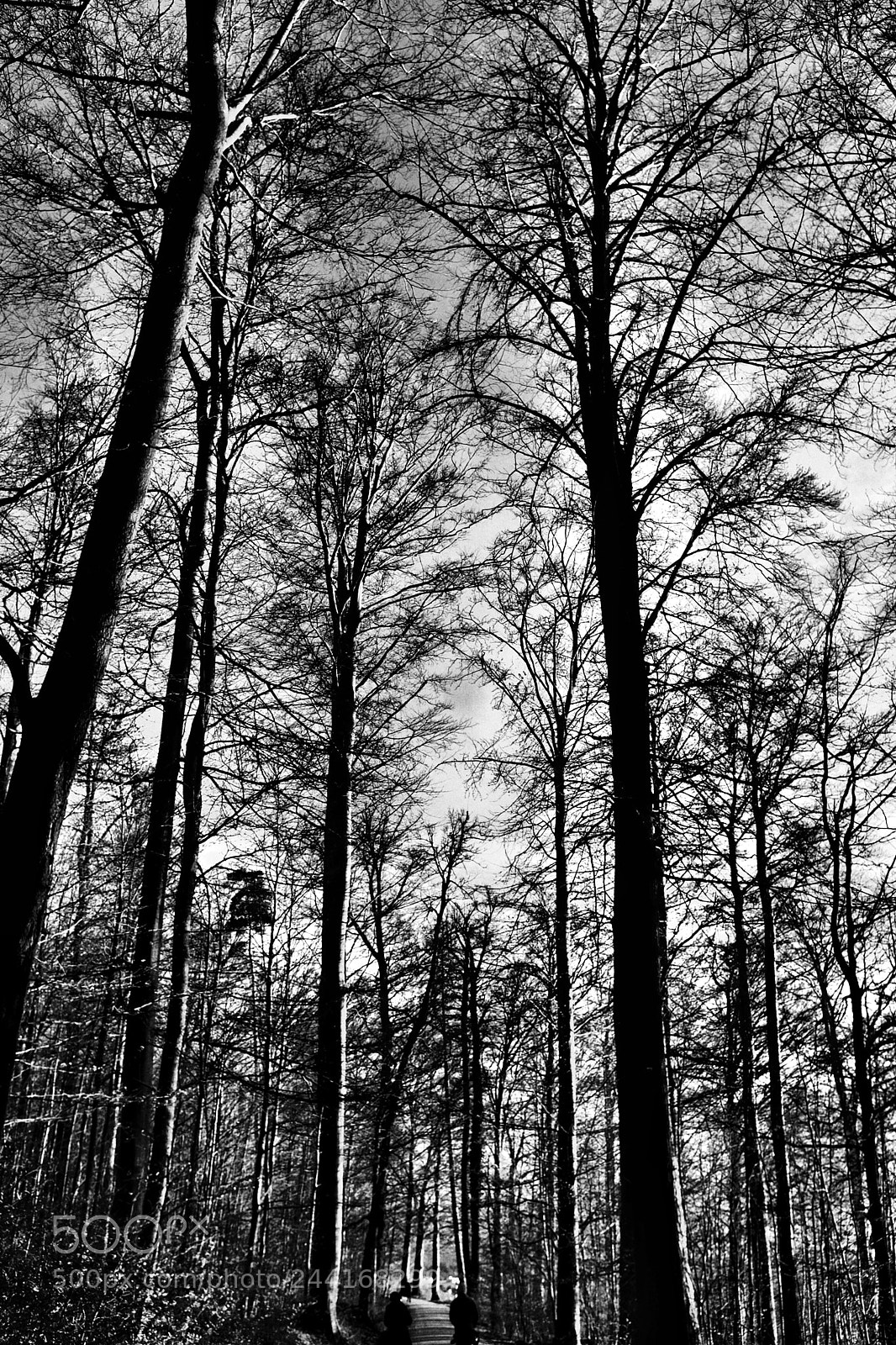 Fujifilm X100T sample photo. Sunday z riberg switzerland photography