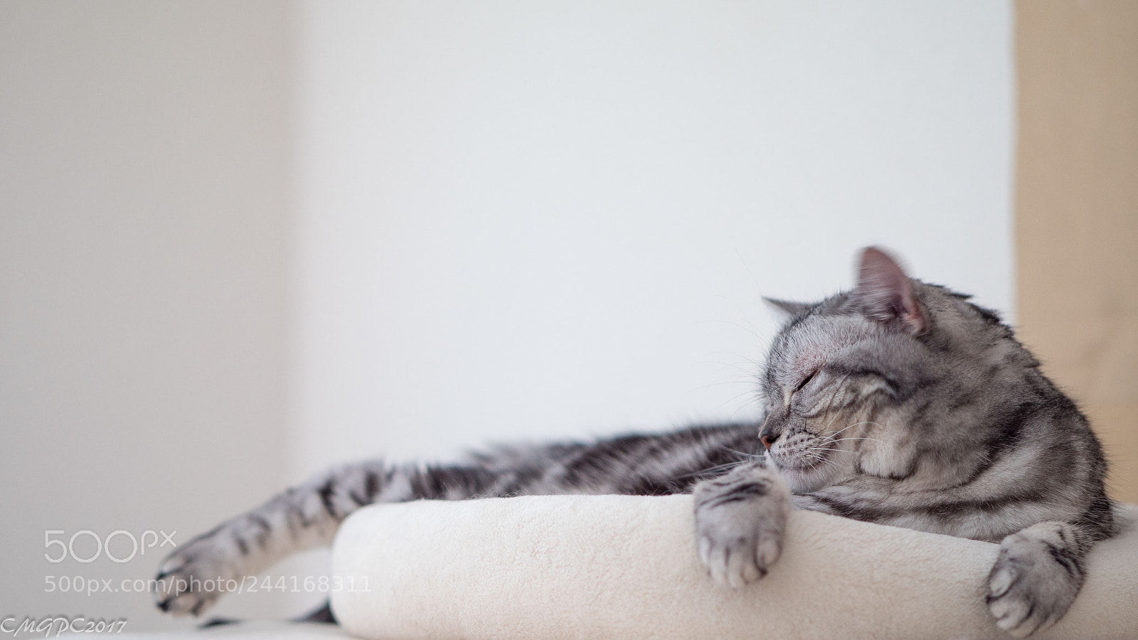 Panasonic Lumix DMC-GX8 sample photo. Sleeping photography