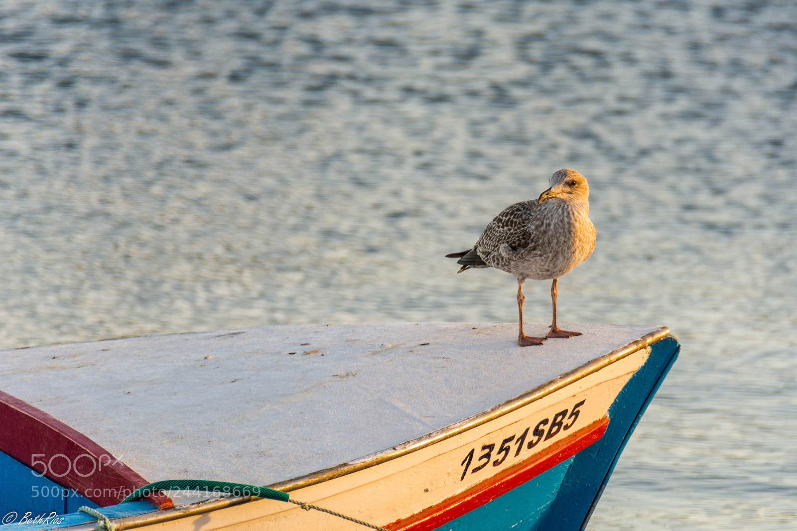 Nikon D7100 sample photo. Watching out photography