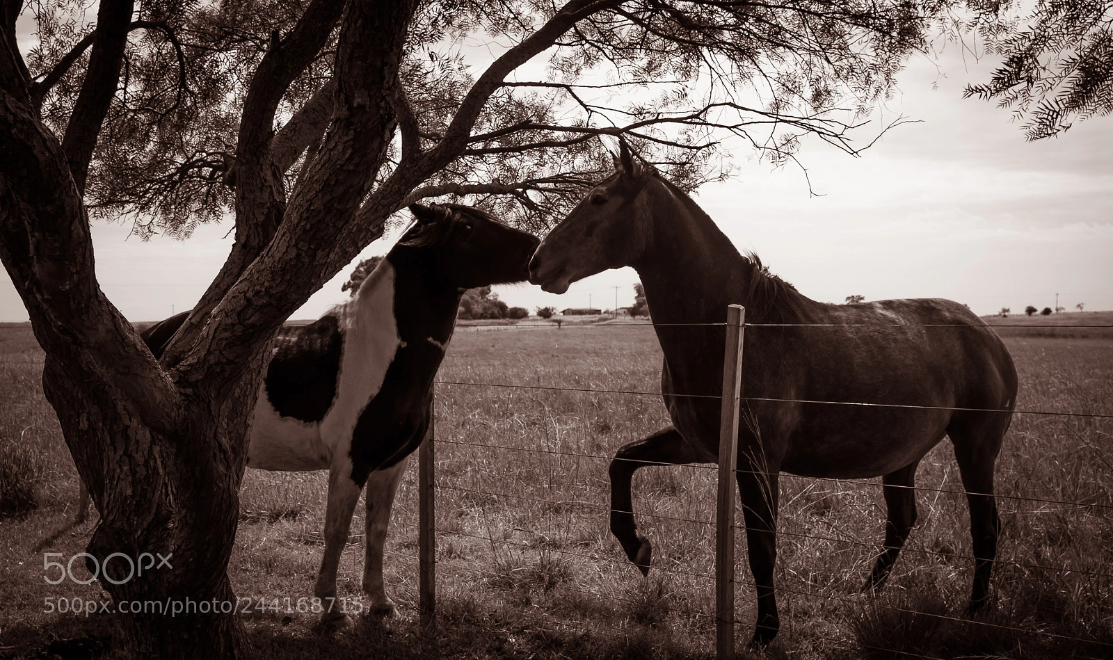 Canon EOS 600D (Rebel EOS T3i / EOS Kiss X5) sample photo. Horses photography