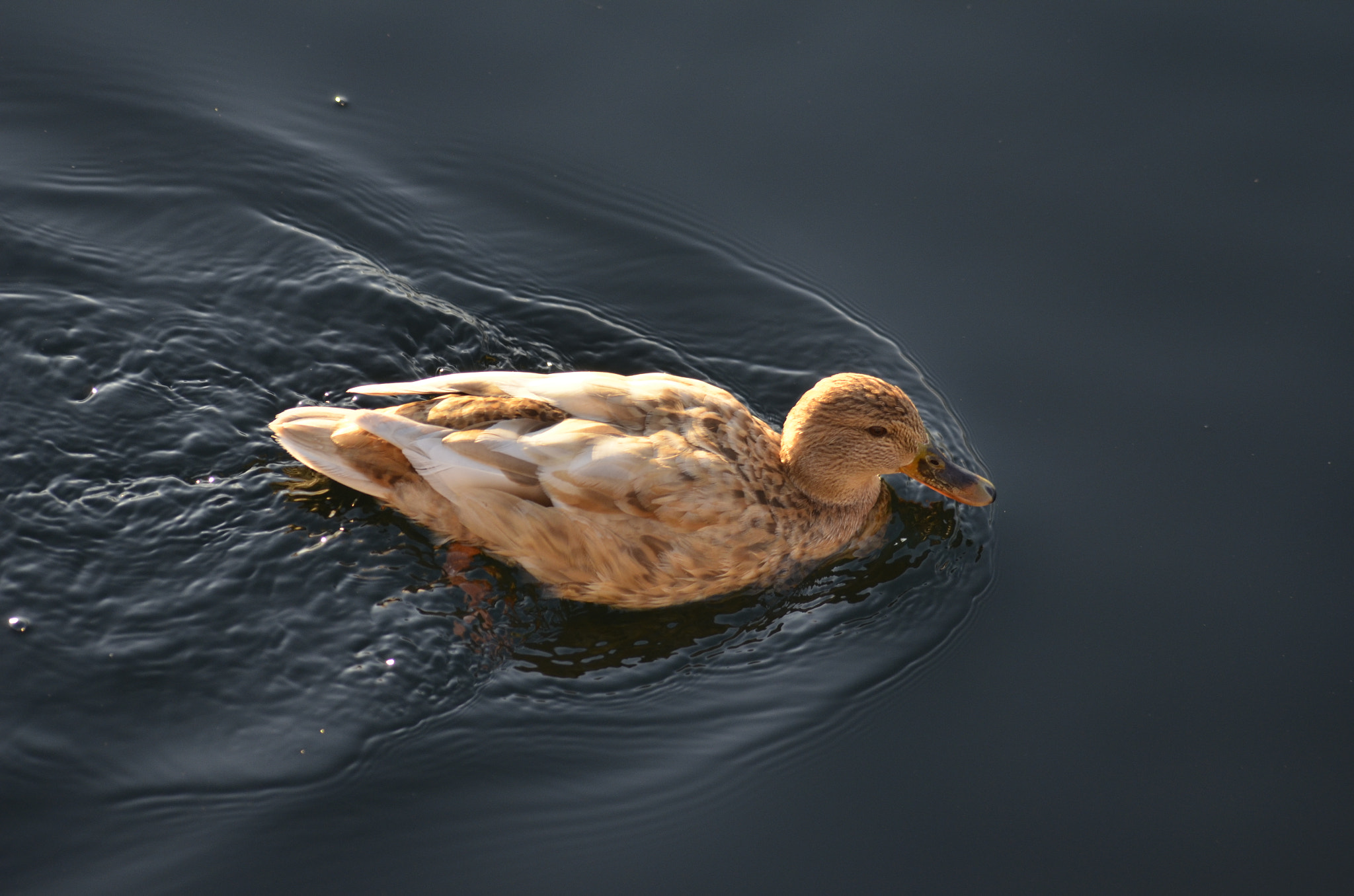 Nikon D7000 + Sigma 70-300mm F4-5.6 APO Macro Super II sample photo. Beautiful duck photography