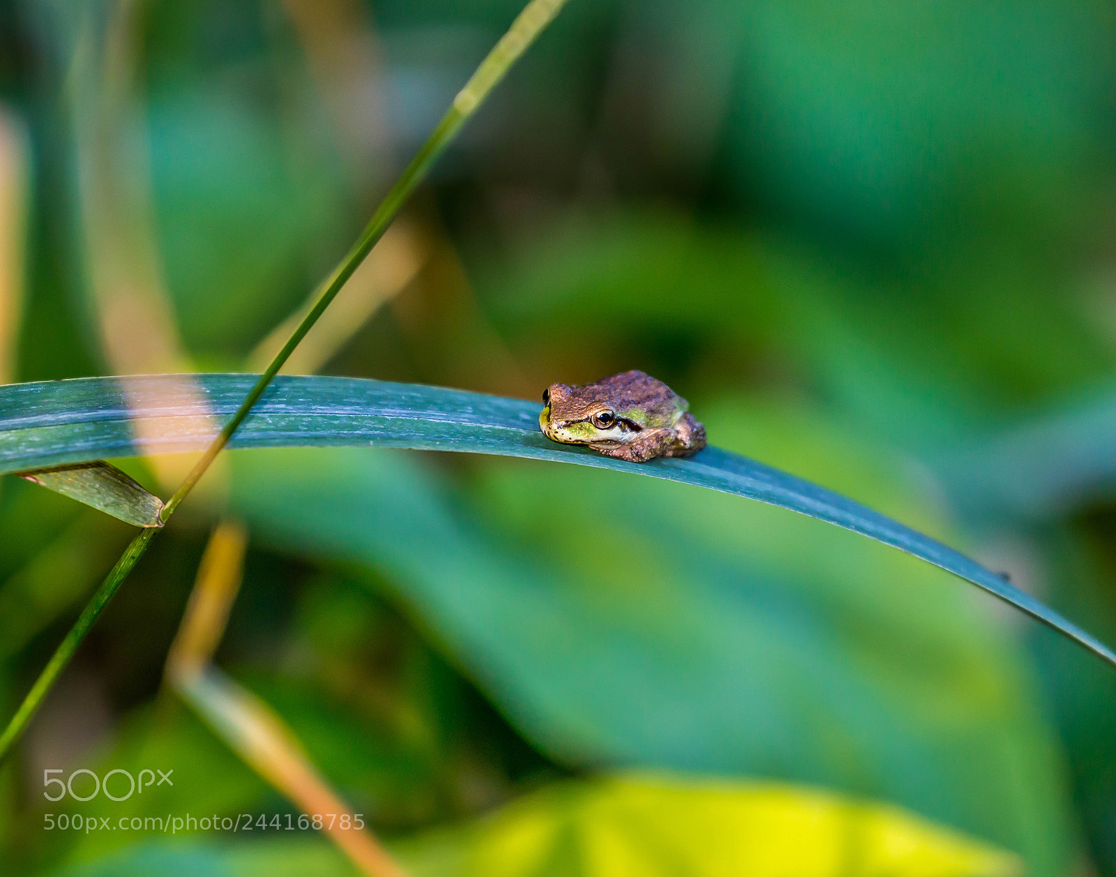 Canon EOS 600D (Rebel EOS T3i / EOS Kiss X5) sample photo. Tiny hopper too photography