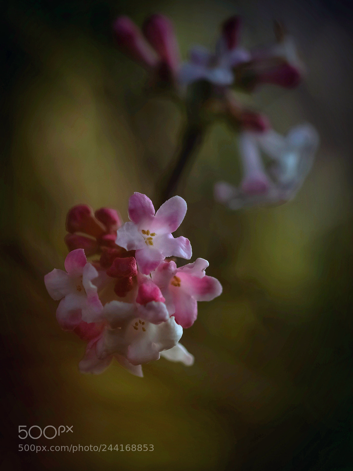 Nikon D5500 sample photo. Paint or shot ;-) photography