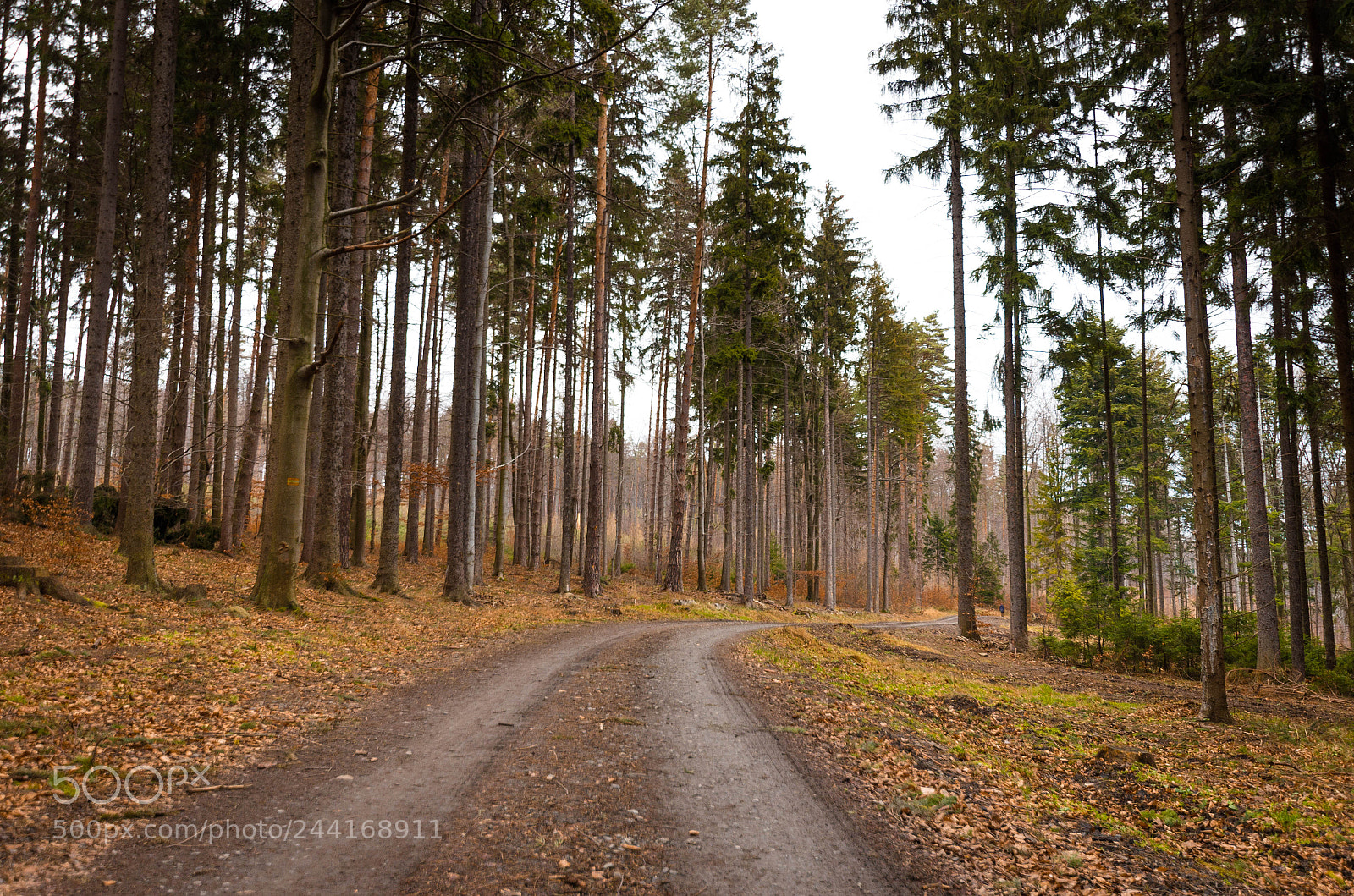 Pentax K-5 II sample photo. Opawskie - parkowa mountain photography