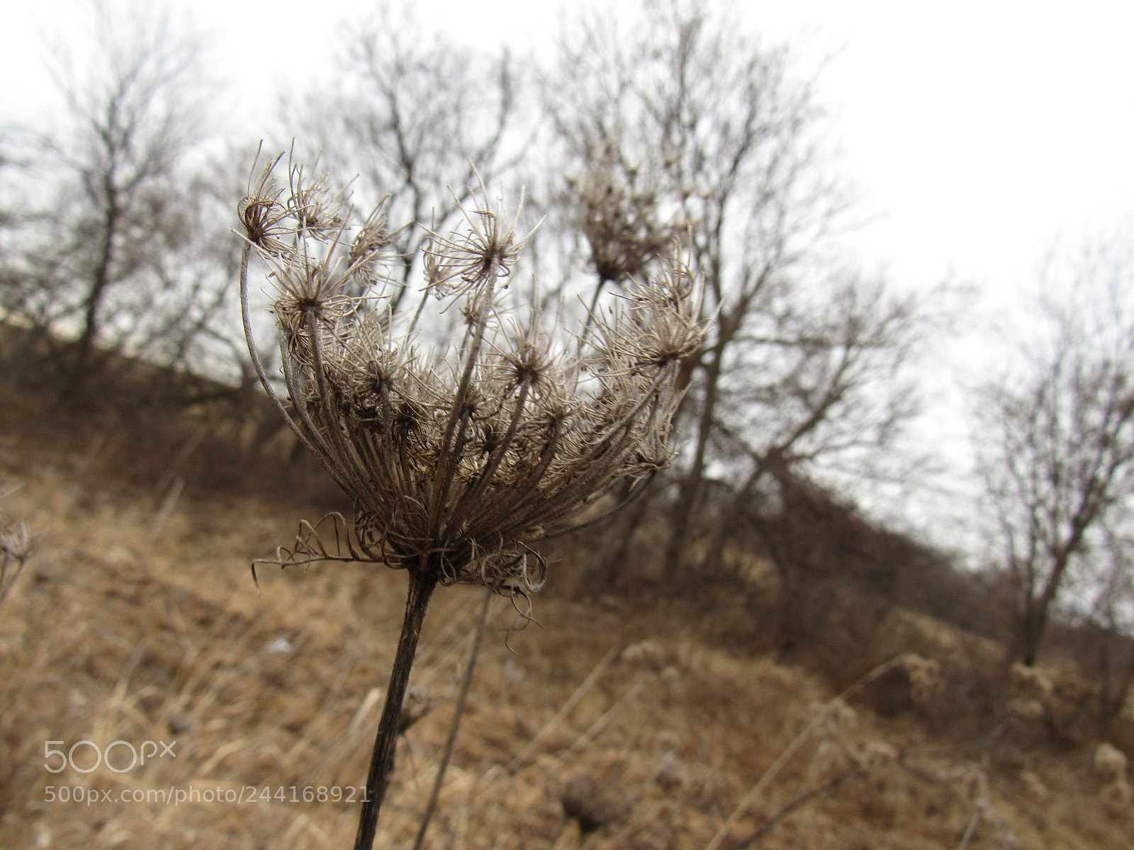 Canon PowerShot SX530 HS sample photo. Flower photography