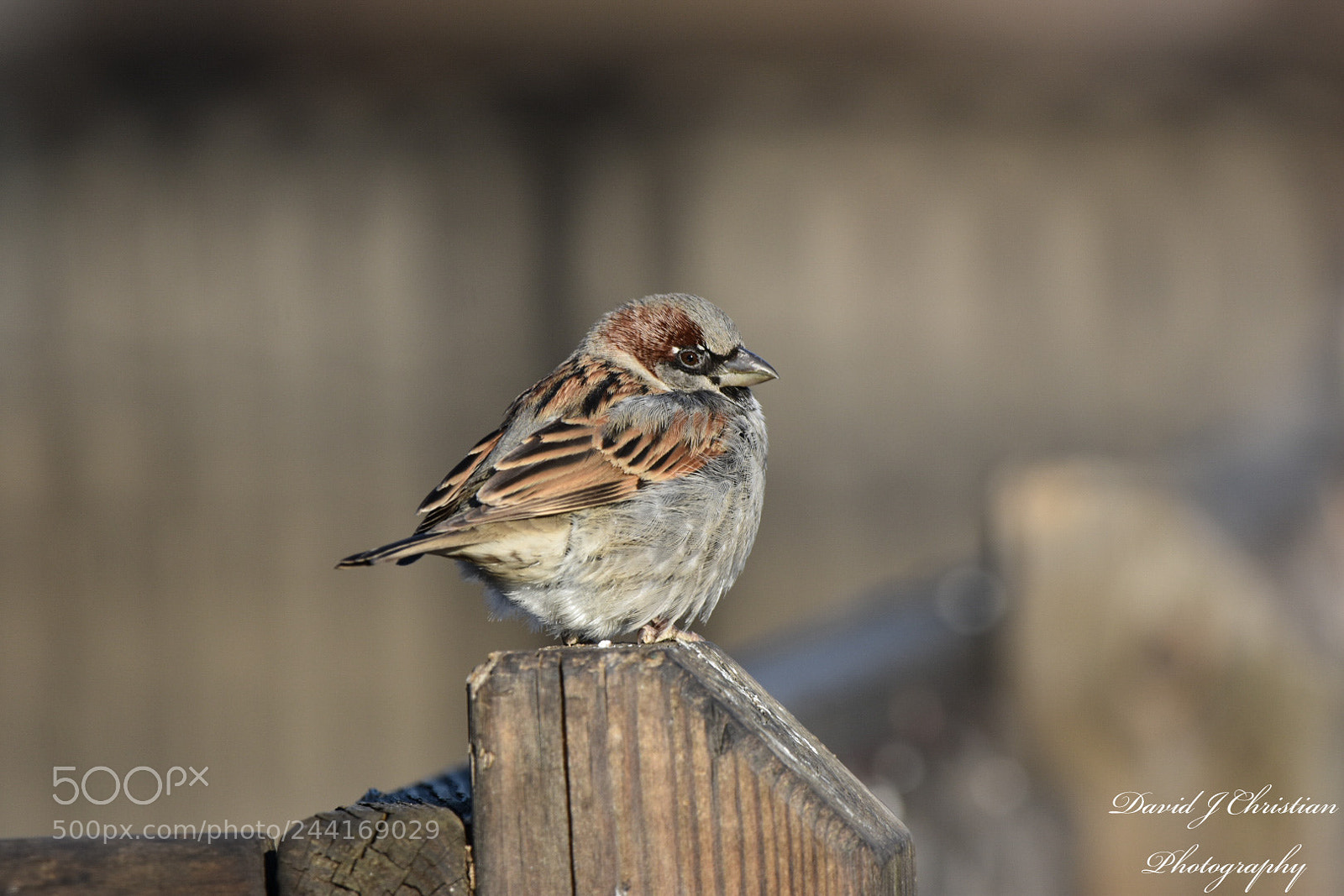 Nikon D3400 sample photo. House sparrow photography