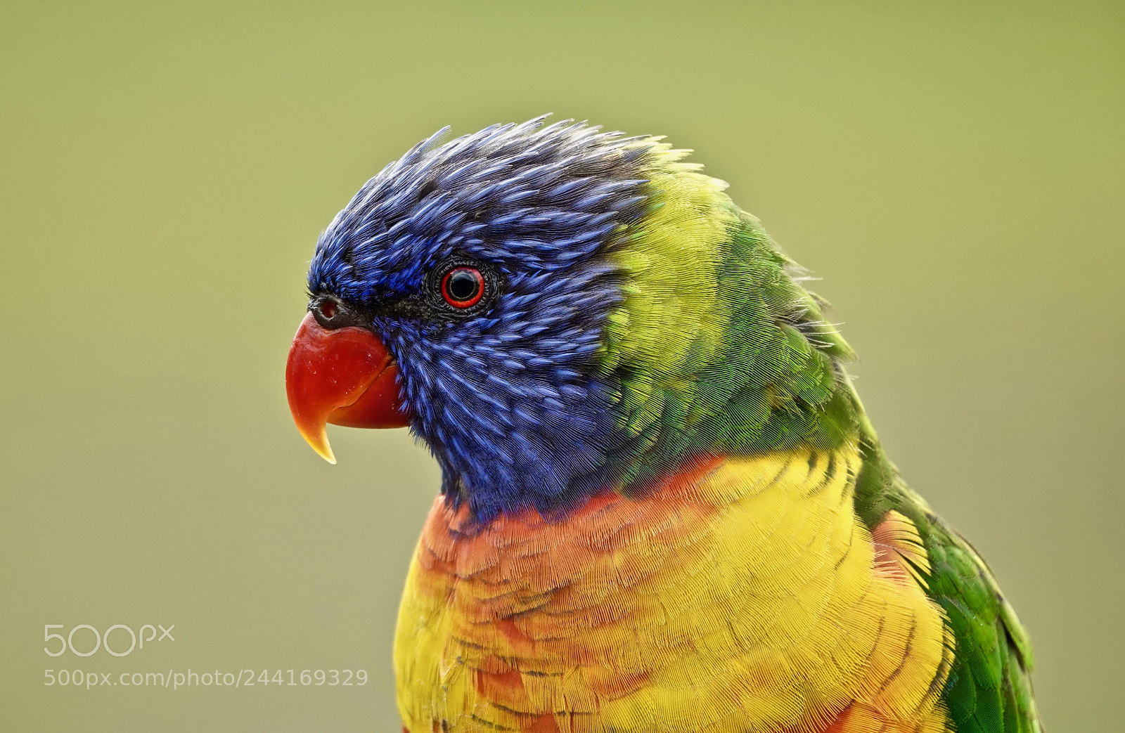 Sony Cyber-shot DSC-RX10 IV sample photo. Lorikeet photography