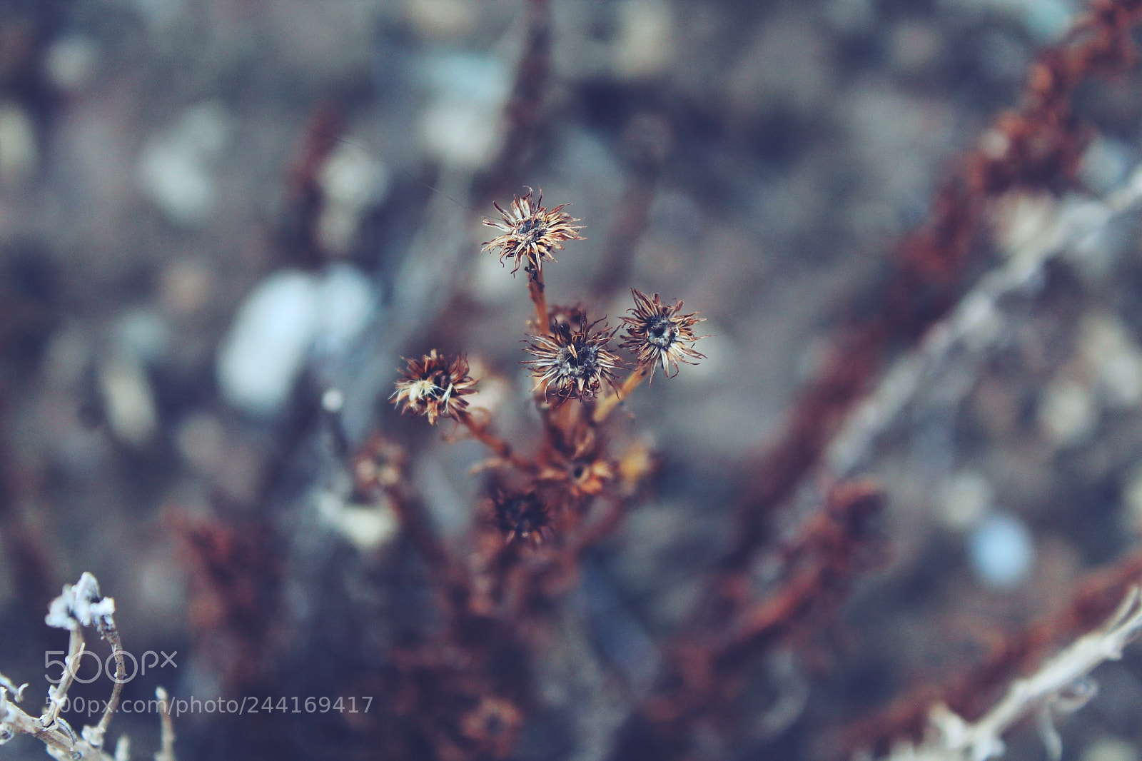 Canon EOS 1100D (EOS Rebel T3 / EOS Kiss X50) sample photo. The darkness of my photography