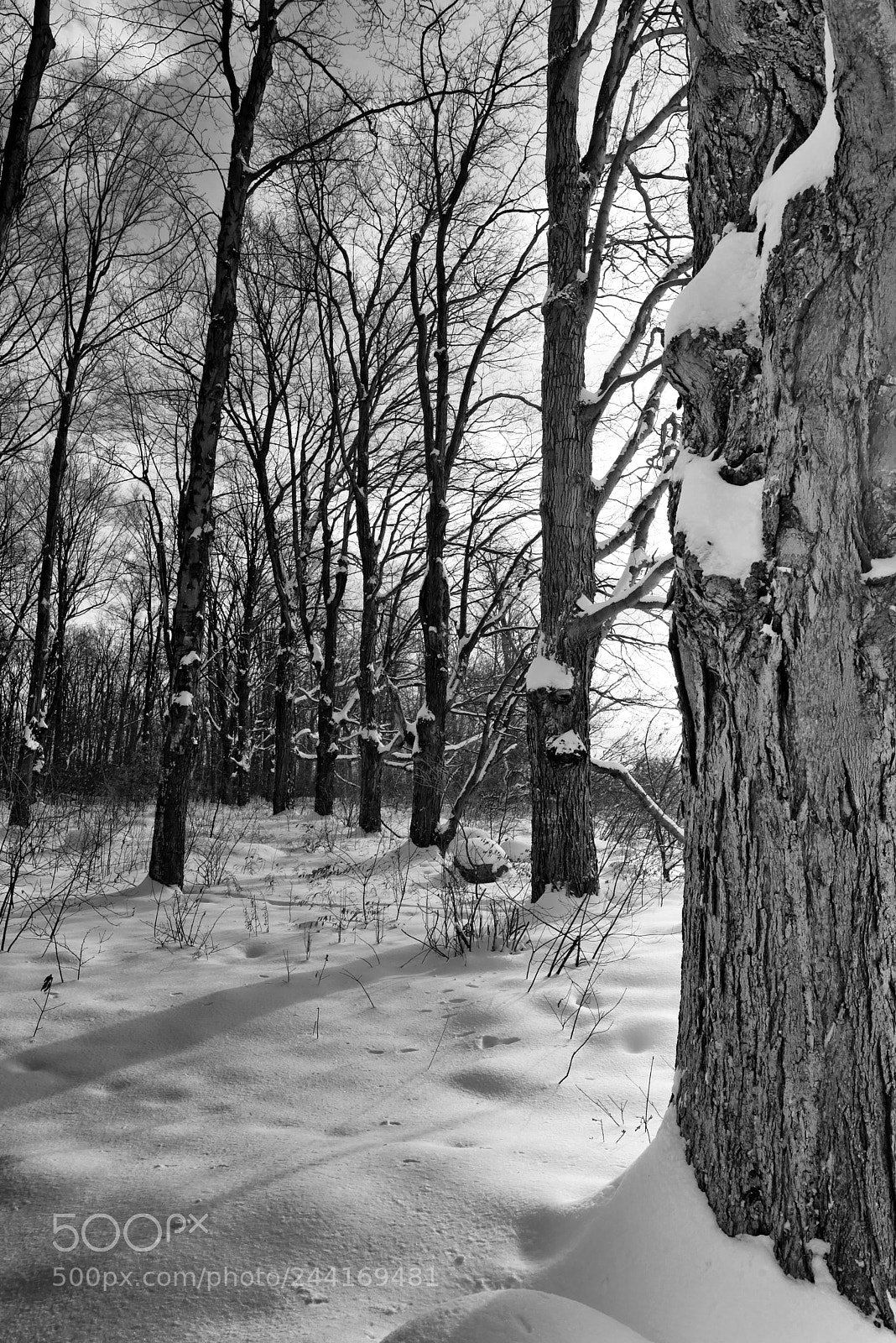Nikon D610 sample photo. Perspective of winter photography