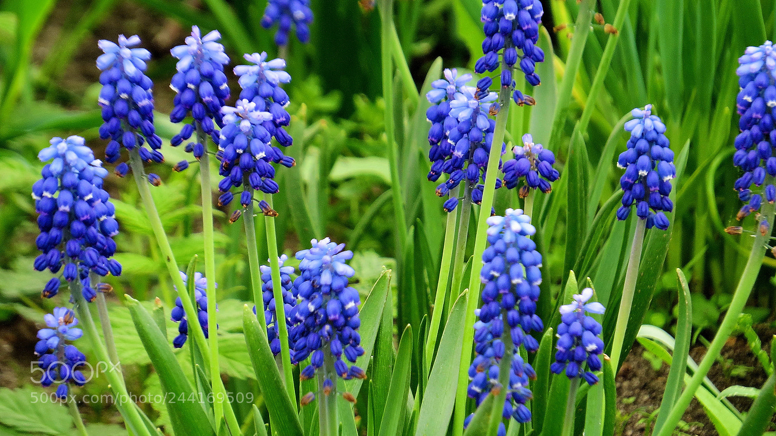 Canon PowerShot SX50 HS sample photo. Flowers. photography