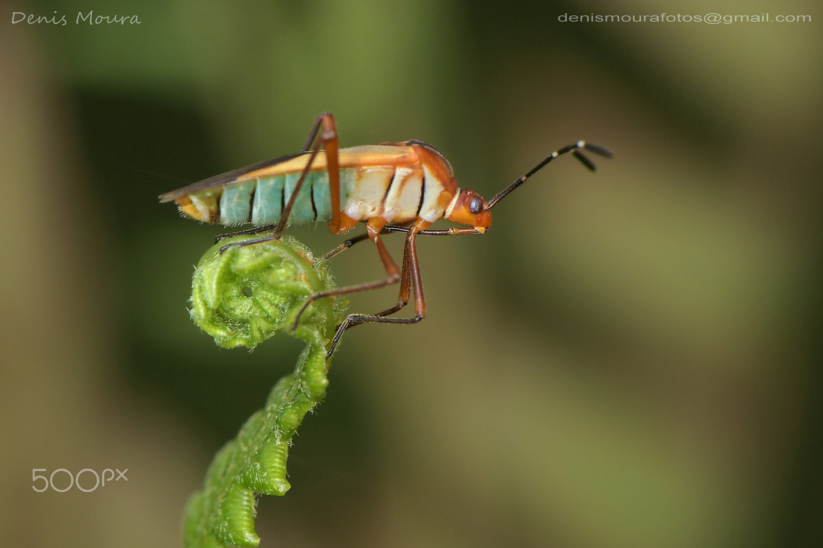Nikon AF-S Micro-Nikkor 105mm F2.8G IF-ED VR sample photo. Percevejo photography