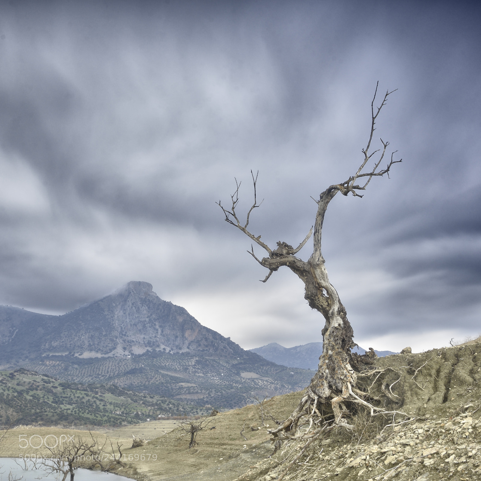 Nikon D7200 sample photo. Dramatic tree. photography