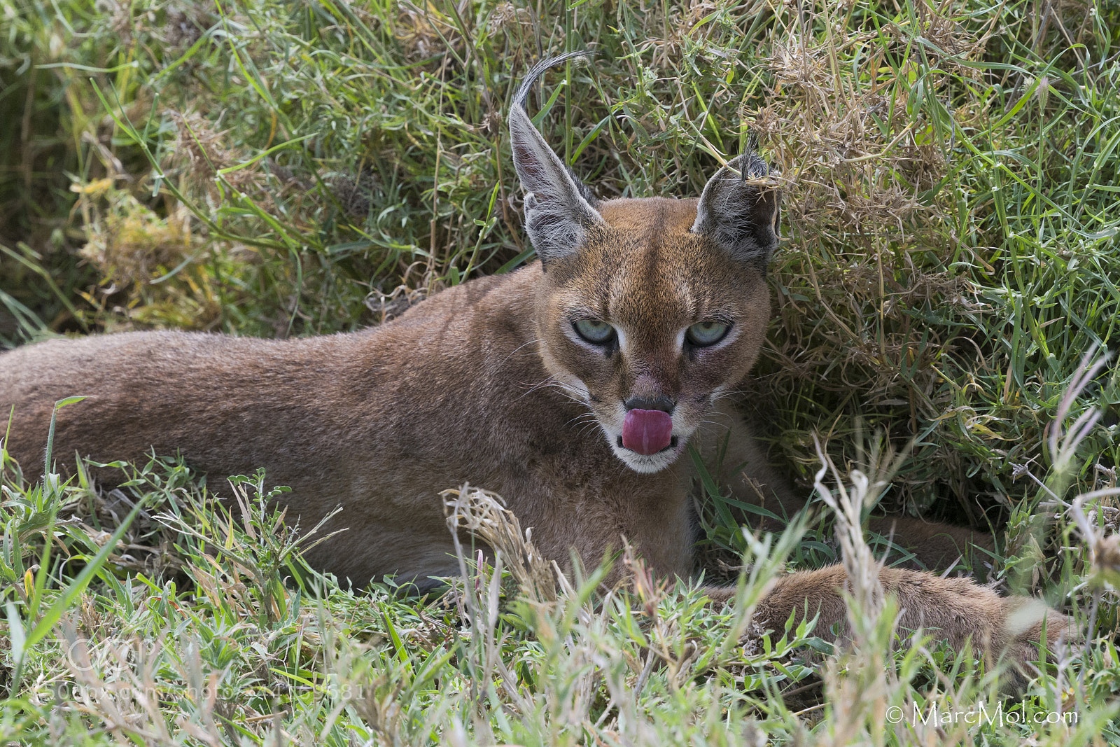 Nikon D850 sample photo. Wild caracal close encounter! photography
