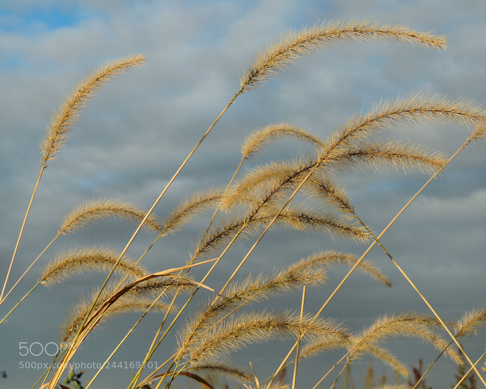 Nikon Coolpix P510 sample photo. Amber grass photography