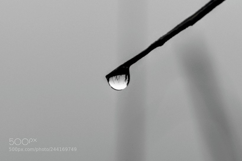Nikon D5600 sample photo. Reflection in a rain photography