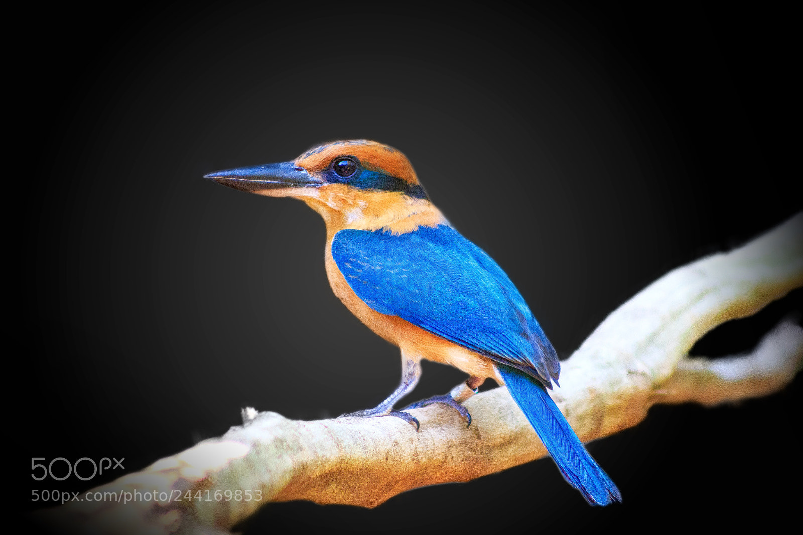 Canon EOS 600D (Rebel EOS T3i / EOS Kiss X5) sample photo. Guam kingfisher photography