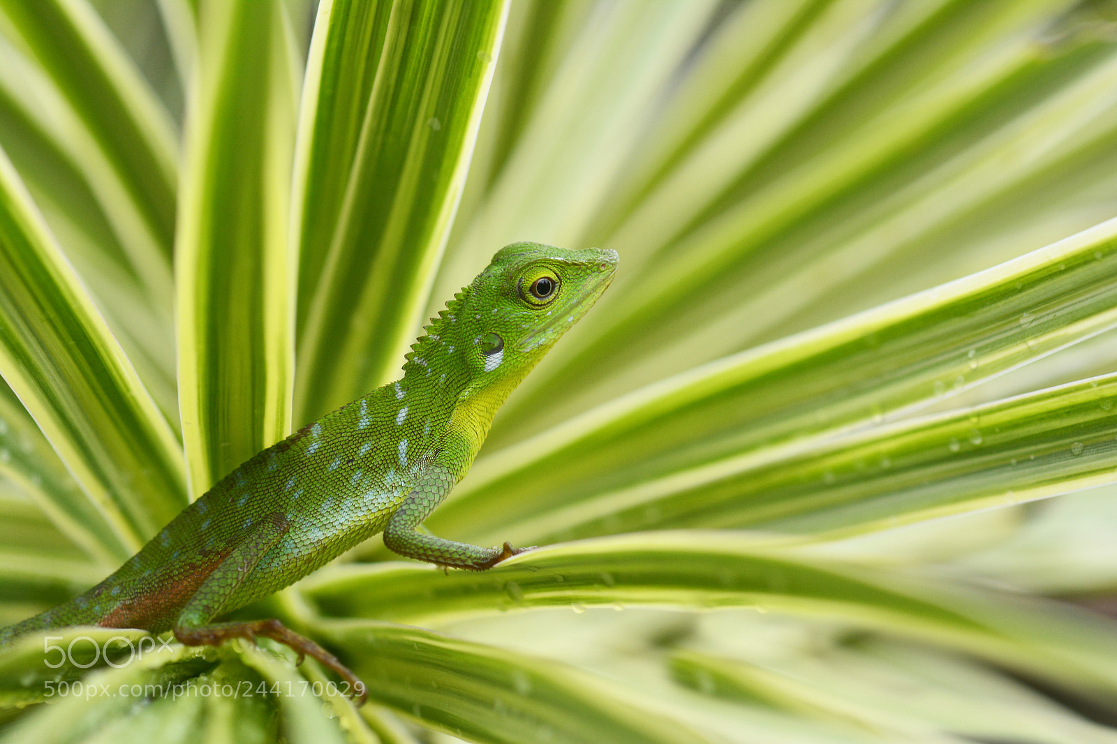 Nikon D7100 sample photo. Daydreams of the green photography