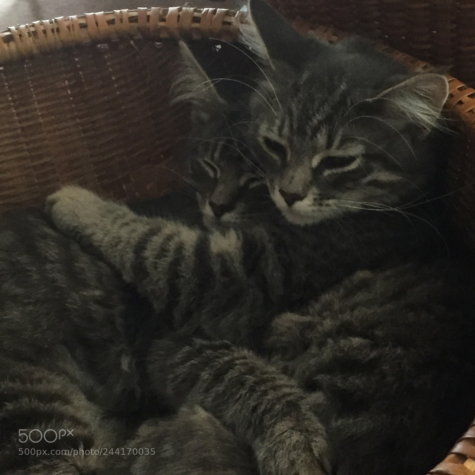 Apple iPhone 6 sample photo. Snuggling time photography