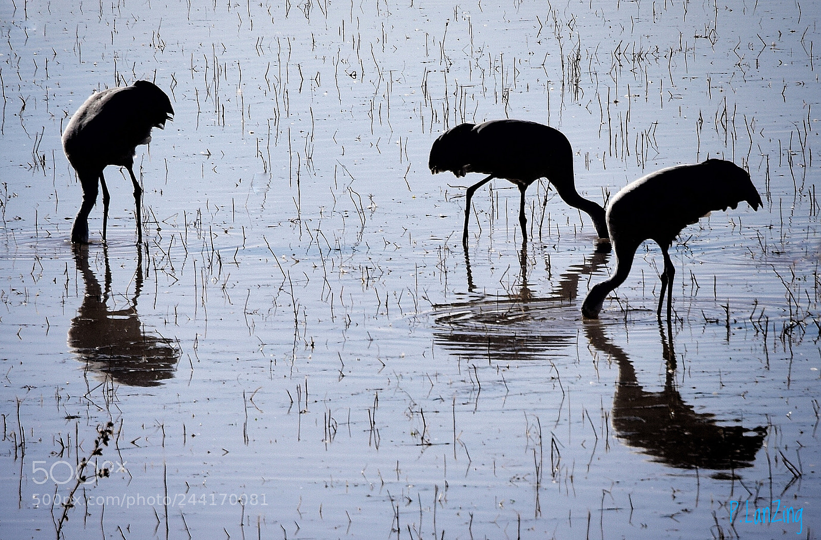 Nikon D810 sample photo. Sandhills in silver photography