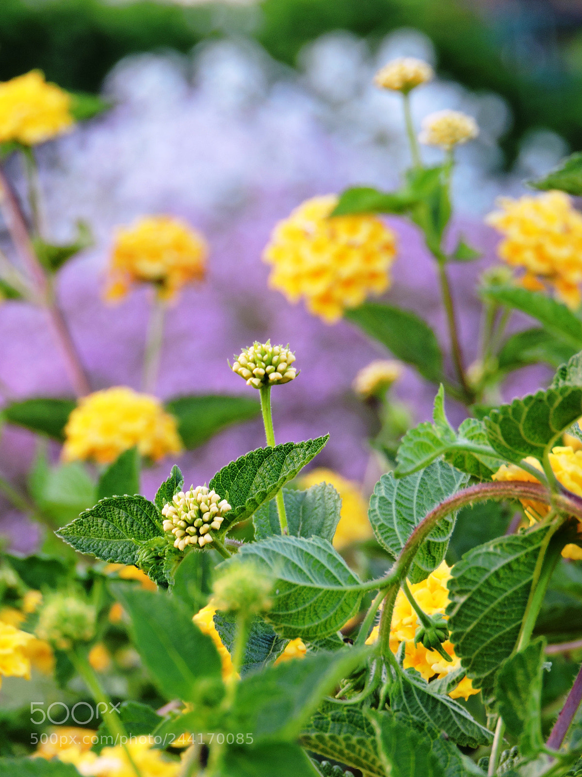 Nikon Coolpix P600 sample photo. Little flower photography
