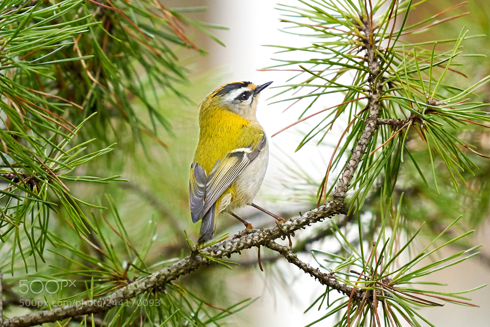 Sony a7 II sample photo. Goldcrest (goldhänchen) photography