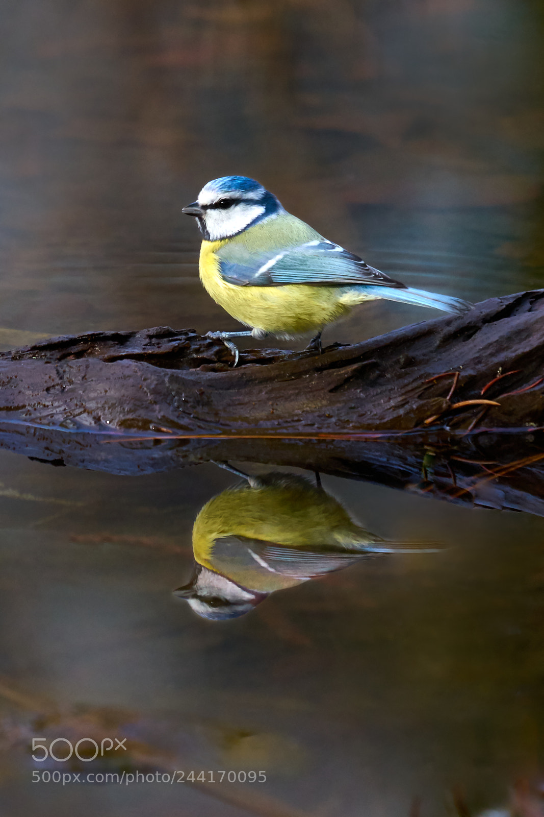 Sony a7 II sample photo. Blue tit in the photography