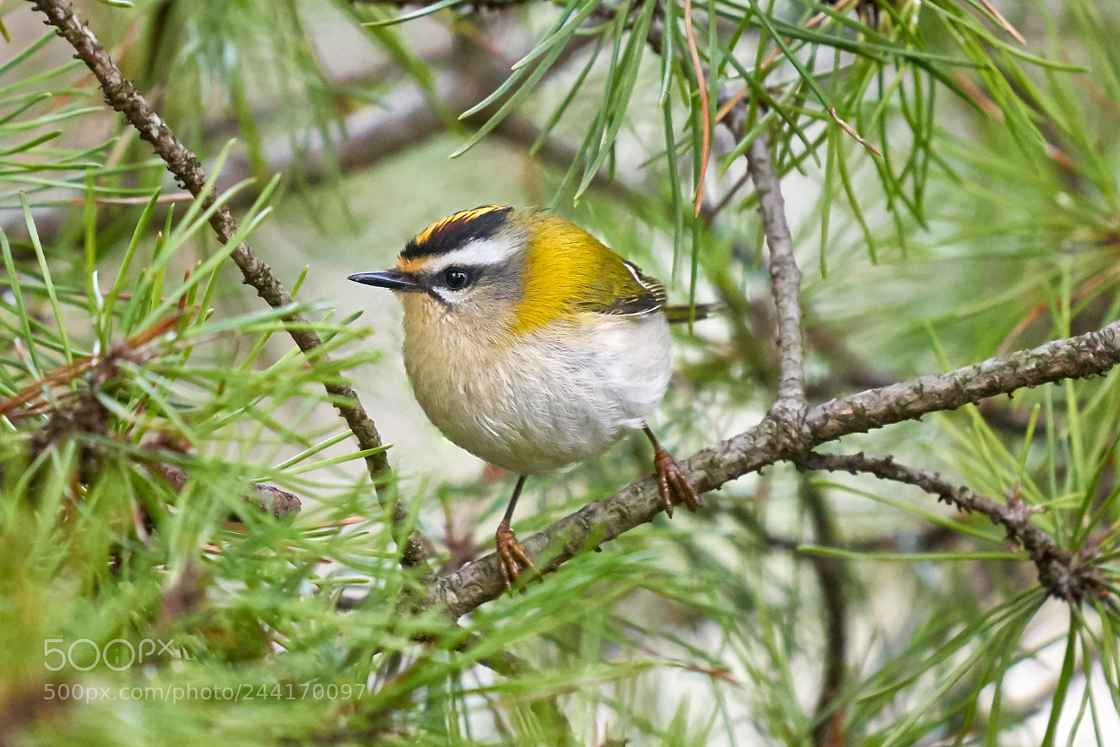 Sony a7 II sample photo. Goldcrest (goldhänchen) photography