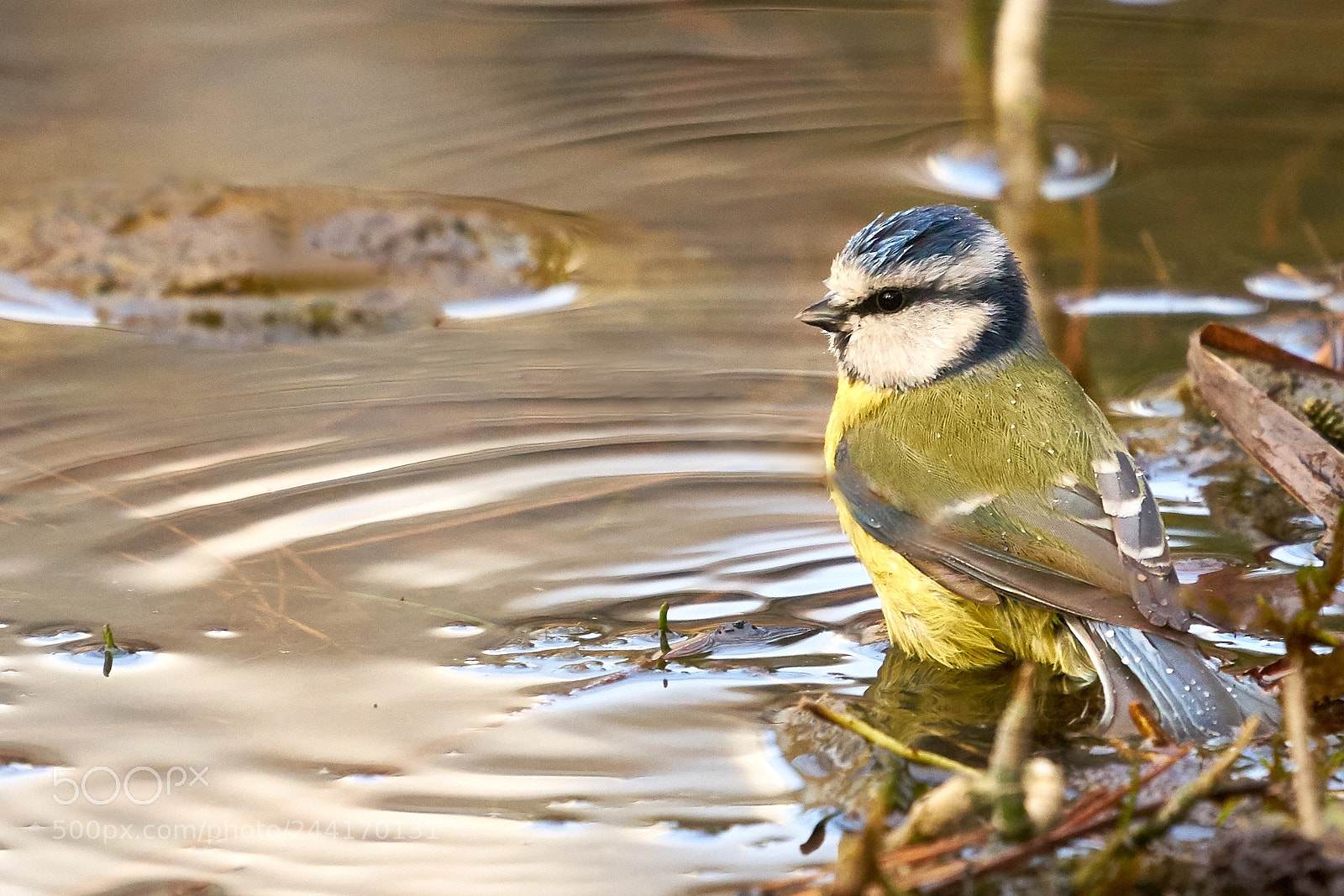 Sony a7 II sample photo. Blue tit after bath photography