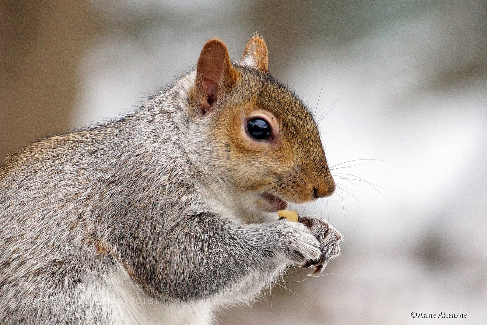 Sony ILCA-77M2 sample photo. Eastern gray squirrel eating photography