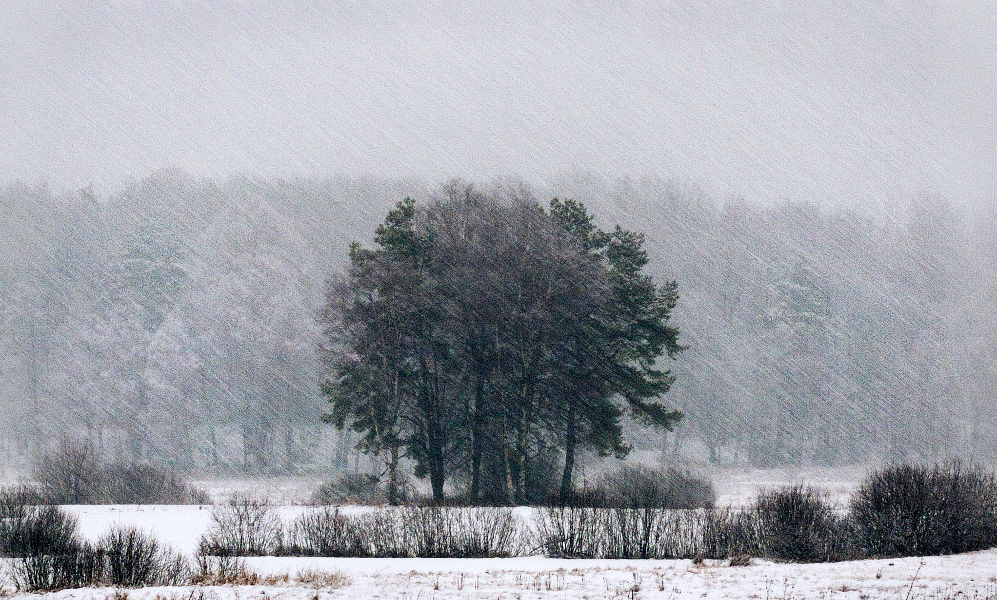 Fujifilm FinePix S9600 sample photo. Winter - tuchola forest... photography